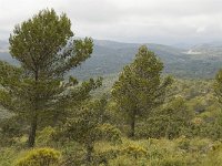 E, Malaga, El Burgo, Sierra de las Nieves 16, Saxifraga-Jan van der Straaten